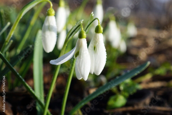 Obraz Showdrops close up. Springtime.