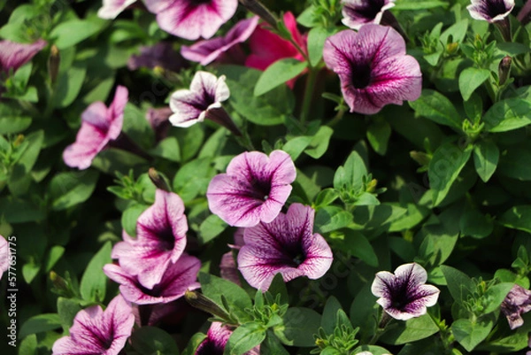 Fototapeta purple petunia flowers in the garden in Spring time. Shallow depth of field