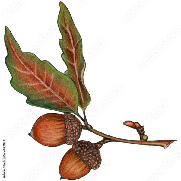 Obraz watercolor hand drawn acorn branch