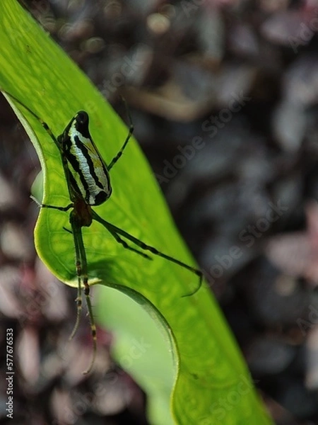 Obraz dragonfly on a leaf