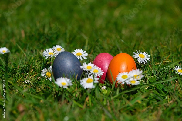 Obraz Osternest mit Gänseblümchen 02