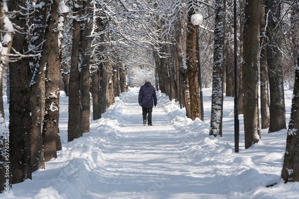 Fototapeta Forest area. Alley of deciduous trees in winter. A cleared footpath and a man walking into the distance. Side sunlight