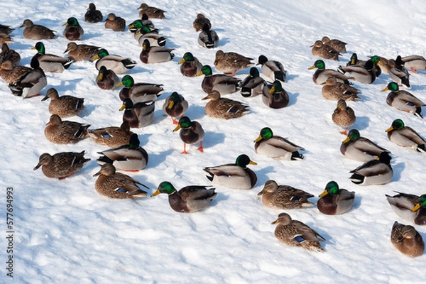 Fototapeta A flock of wild diving ducks is resting in the snow. Winter. Freezing. Sunny day. wild nature