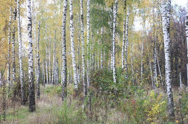 Fototapeta Beautiful birch trees in autumn