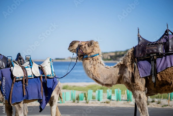 Obraz camel in the desert