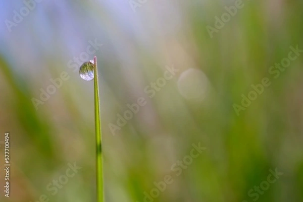 Fototapeta dew on grass