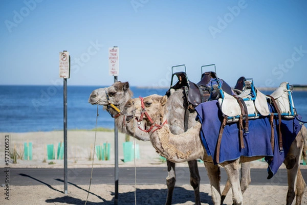 Obraz camel in the desert