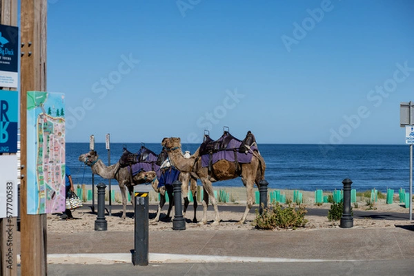 Obraz camel on the beach