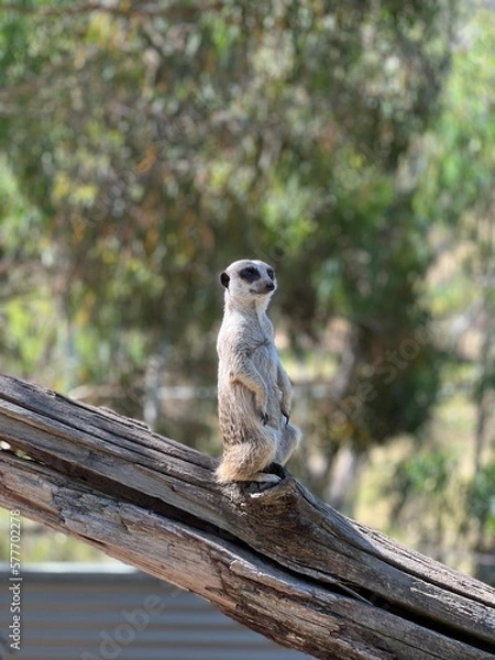 Obraz meerkat on guard