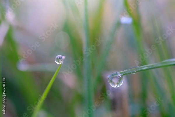 Fototapeta dew on grass