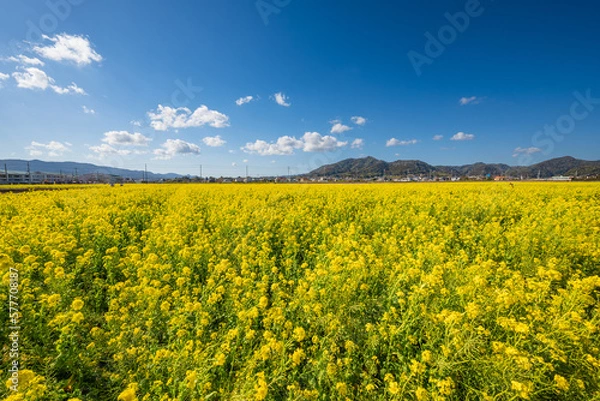 Obraz 早春の南房総 鴨川の菜な畑ロード 青空のもと満開の菜の花が輝く