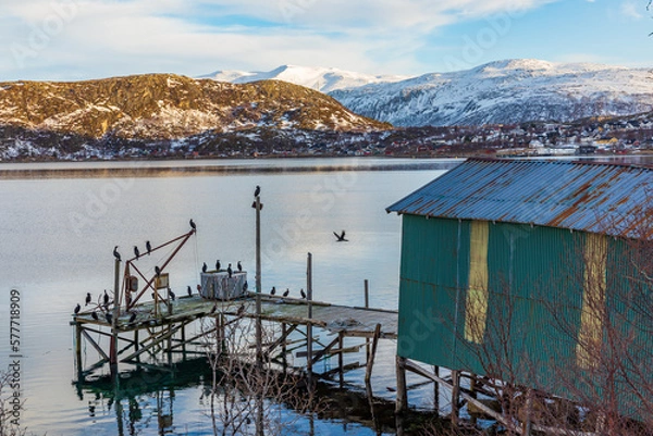 Fototapeta Green old fishing warehouse by a pier on Norway Ersfjord Fjord with flock of cormorant birds
