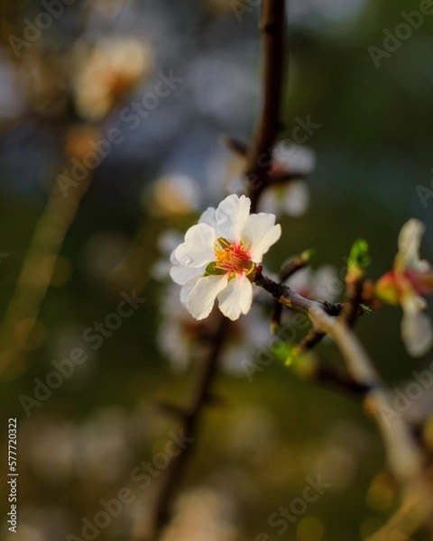 Obraz tree blossom
