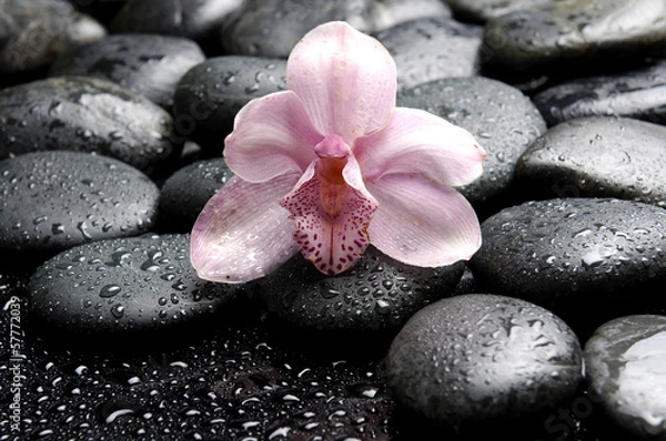 Fototapeta Macro of beautiful pink orchid on wet pebbles 