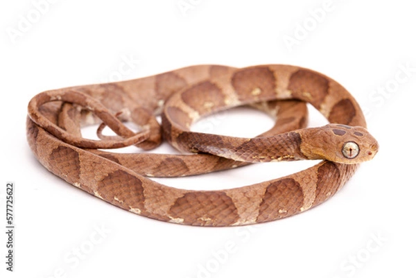 Obraz dipsas snake on white background