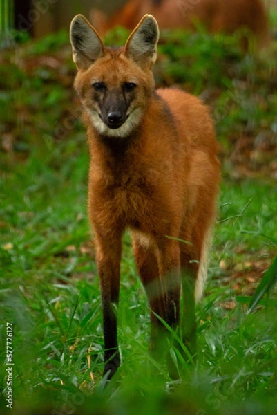 Obraz maned wolf