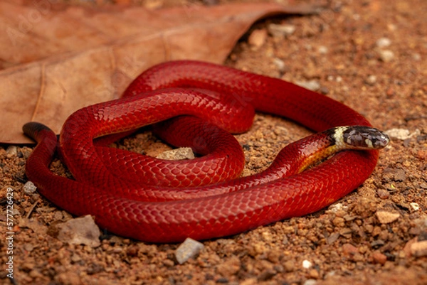 Obraz snake in the sun