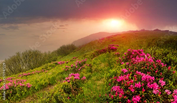 Fototapeta Panoramic landscape of mountains  at sunset. View of hills, covered with fresh blossom rhododendrons. Spring landscape.