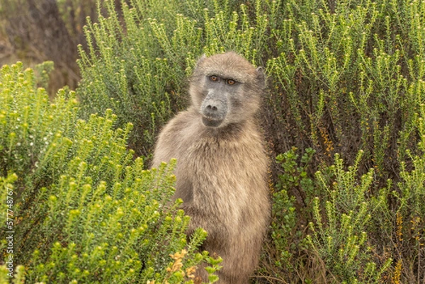 Obraz Baboon sitting in the grass