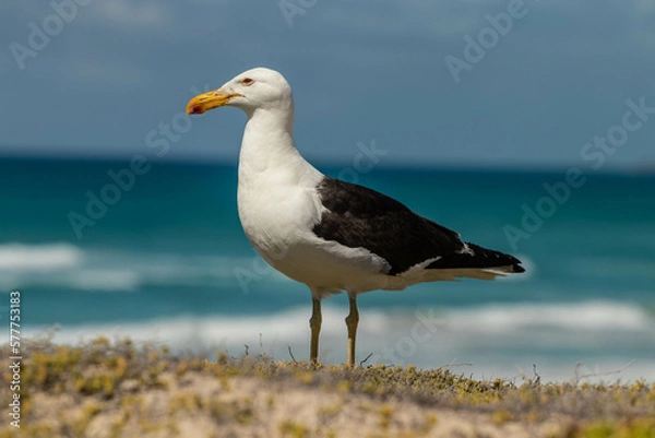 Obraz Seagull on the beach surrounded by rocks and grass