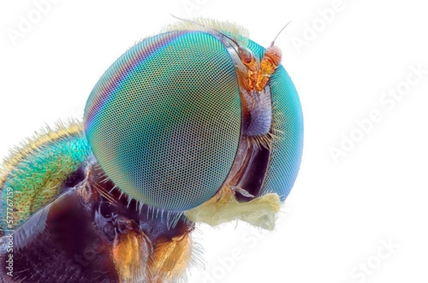Fototapeta moth on white background