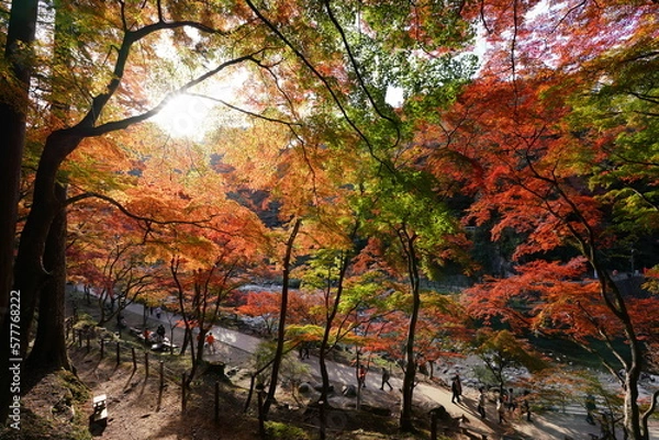 Obraz 香嵐渓　紅葉