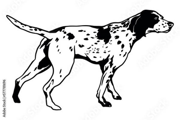 Obraz Pointing dog at hunting - vector illustration
