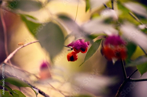 Obraz a red pink flower on a blurry background