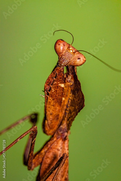 Fototapeta The praying mantis is any insect of the order Mantodea