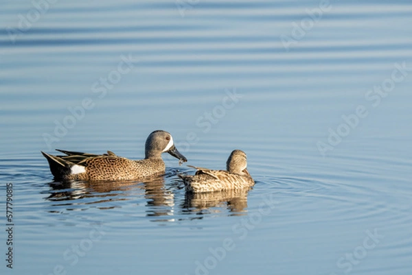 Obraz duck family