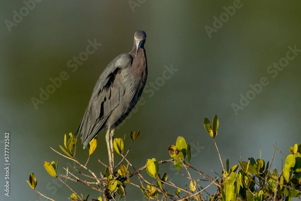Obraz Little Blue Heron