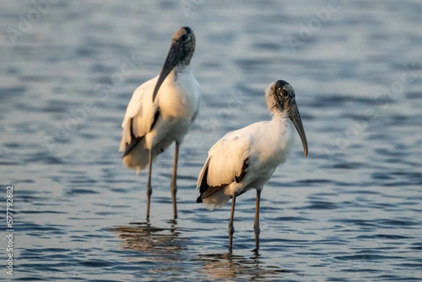 Obraz Wood Stork