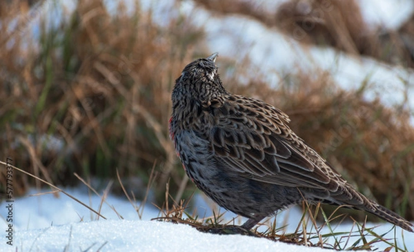 Obraz Loica macho, ave de plumas rojas y negras con blanco en prado de pasto verde y corto en la nieve, fauna chilena 	