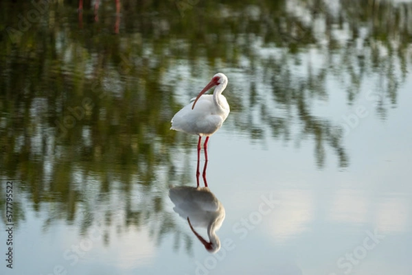 Obraz 





















White Ibis 