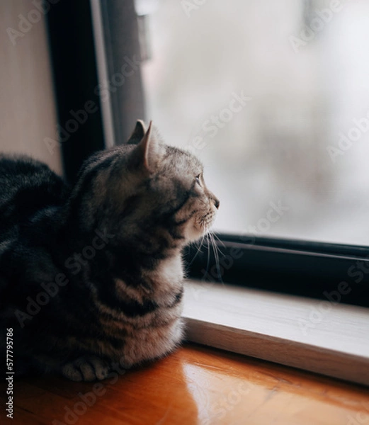 Obraz 外　見つめる　猫　寂しい　イメージ