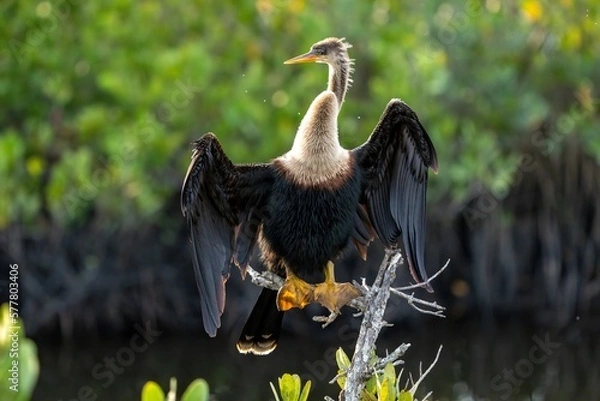 Obraz Snake Bird (Anhinga)