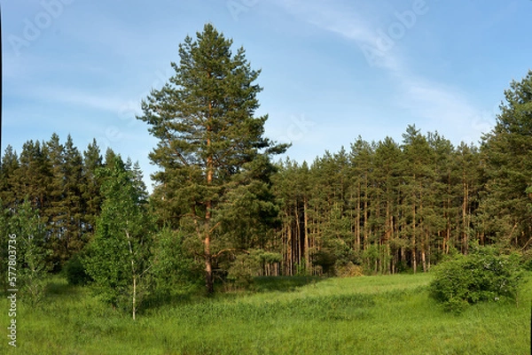 Fototapeta A young birch in a clearing in a pine forest.