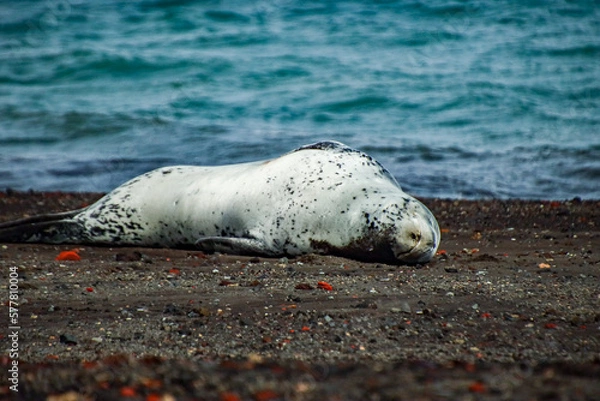 Obraz Leopard seal