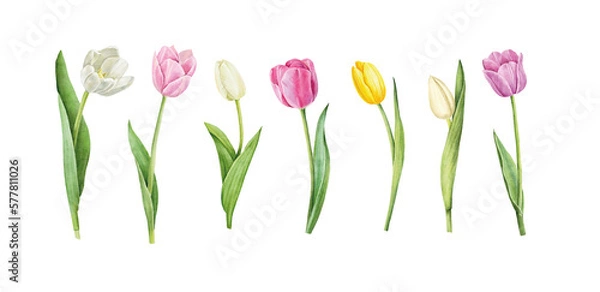 Obraz Set of tulips isolated on white background. Watercolor floral botanical illustration.