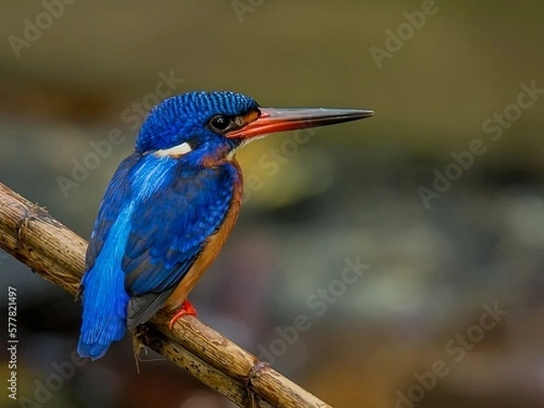 Obraz Blue eared kingfisher