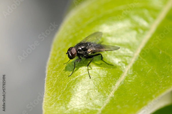Fototapeta Large fly on a green leaf