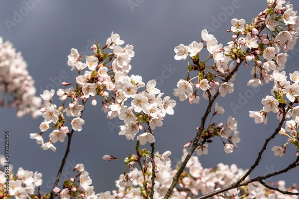 Fototapeta close up low angle view of a sakura tree branch covered in blossoms