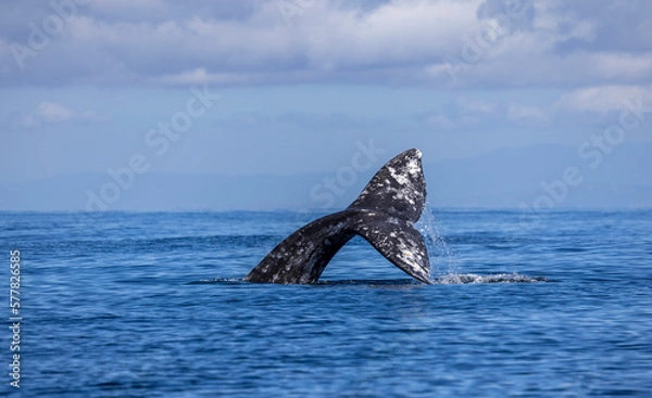 Obraz gray whale  tail