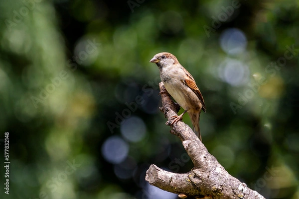 Obraz The sparrow also know as Pardal or Gorrion singing perched on the branch. Species Passer domesticus. Animal world. Birdwatching.
