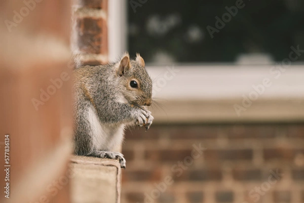 Obraz Cute squirrel sitting on window ledge eating nut