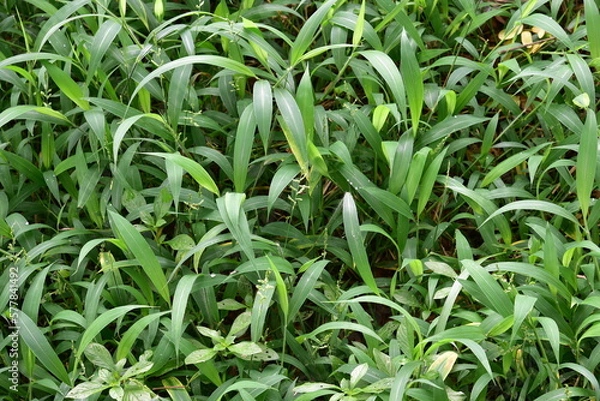 Fototapeta Setaria plicata is a widespread species of plants in the grass family