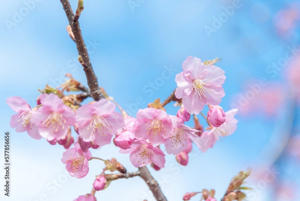 Fototapeta 河津桜