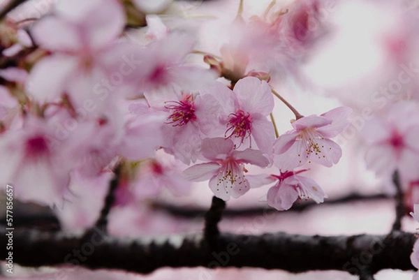 Fototapeta 河津桜