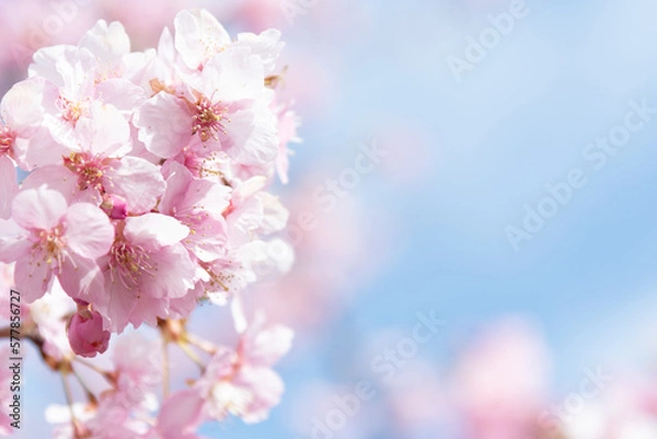 Fototapeta 河津桜