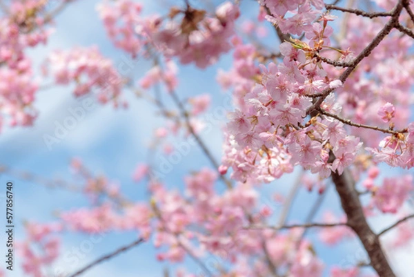 Fototapeta 河津桜